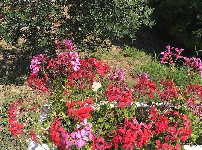 招待所 Davorka Bijelic 3*