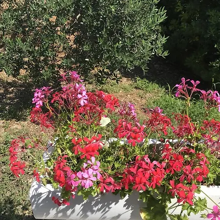 Guest house Davorka Bijelic 3*
